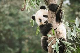 Not until the 1950s were pandas again recorded to have been exhibited in china's zoos. Pandas Keine Entwarnung Wissenschaft De