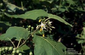 Image result for Solanum torvum