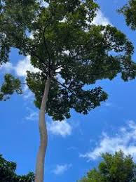 Image result for Dipterocarpaceae