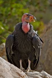 California Condor California Condor World Birds Beautiful Birds