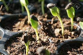 Browse sunflower seedlings pictures, photos, images, gifs, and videos on photobucket. Sunflower Seedlings In Nature Garden Stock Photo Picture And Royalty Free Image Image 118964316