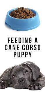 feeding a cane corso puppy how to look after your new best