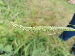 Image result for Setaria kagerensis