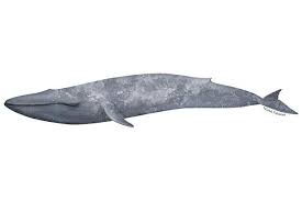 Learn about the various wild animal protection programs we have. Blue Whale Noaa Fisheries