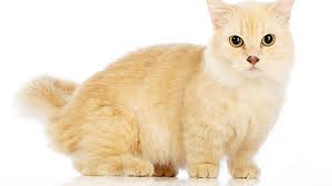 The munchikin cat has unusually short legs, comes in a variety of colors, and has a very loving, sweet. Baby Munchkin Cat For Sale Online