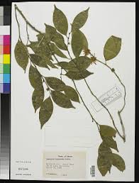 Image result for Leptaulus