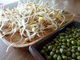 Les Pousses (Ou Germes) De Soja - Jenny Cuisine Bio Et Les Saveurs Du Monde  !