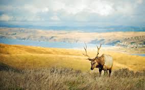 Wildlife Wallpapers Top Free Wildlife Backgrounds Wallpaperaccess Wall2mob is your best source of beautiful smartphone wallpapers. wildlife wallpapers top free wildlife