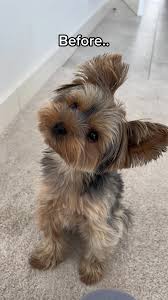 Image result for yorkshire haircut