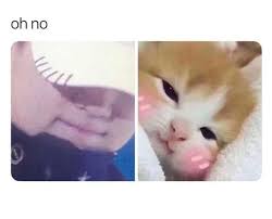 My Cats Bts Di 2020 Orang Lucu Humor Lucu Foto Lucu