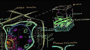 Maybe you would like to learn more about one of these? Structure Of A Cell Biology Library Science Khan Academy