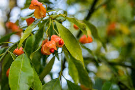 Image result for Myrianthus