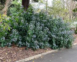 Image result for Eranthemum pulchellum