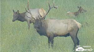 Check spelling or type a new query. Pennsylvania S Live Elk Camera Returns For Another Bugling Season