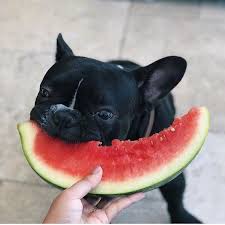 Get an in depth look at the french bulldog. List Of 11 Human Foods Your French Bulldogs Can Eat