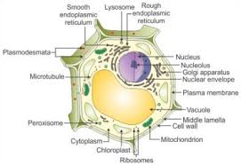 Plant cell diagram labeled sketch. Draw A Well Labelled Diagram Of A Plant Cell Cbse Class 11 Learn Cbse Forum