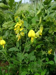 Image result for Crotalaria laburnifolia