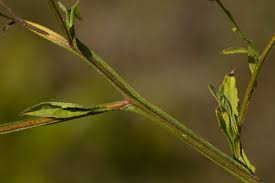 Image result for Calostephane divaricata