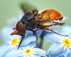 Image result for Raphia rostrata