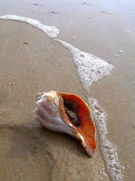 Here Are 13 Things You Ll Only Understand If You Re From Florida Shells Sea Shells Sea To Shining Sea