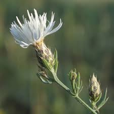 Weeds with white flowers and yellow center. Montana Invasive Weeds Weed Identification Terranova Llc
