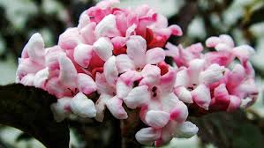 Check out our list of beautiful flowers in season during the colder months 11 beautiful flowers for australian winter gardens. Bring A Touch Of Spring To Your Garden With Scented Winter Flowers Stuff Co Nz