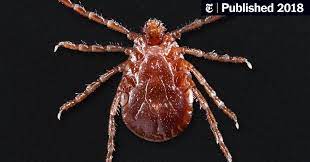An Invasive New Tick Is Spreading In The U S The New York Times