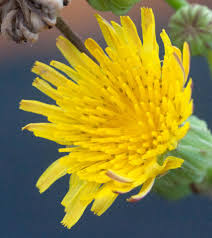 Image result for Sonchus schweinfurthii