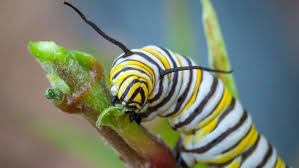 The caterpillar foundation, the philanthropic arm of caterpillar inc. Monarch Caterpillars Head Butt Each Other To Fight For Scarce Food Science News