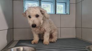 Animaux perdus de Tahiti et ses Îles