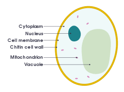 Cytoplasm generally refers to the environment within more complex cells that lies on the interior of the cell but is not part of the organelles of the cell. Cytoplasm Definition Function Structure And Location