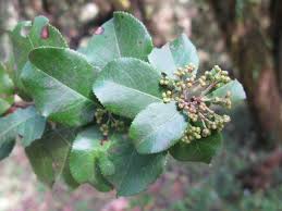 Image result for Maytenus undata