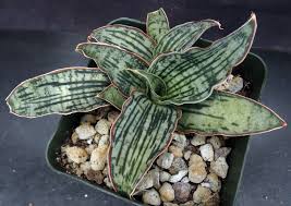 Image result for Sansevieria kirkii