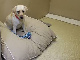 Dogs by andy is lucky to open our second training facility at lucky's pet resort and day spa in greensboro, nc. Dog Boarding Harmony Pet Resort Eatonton Ga