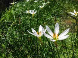 Image result for Zephyranthes candida