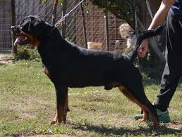 Im asking 800.00 for the males and 900.00 for the one female. Rottweiler Puppies For Sale In Alabama Mississippi Rottweilers