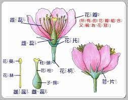 花的構造 google 搜尋 plants