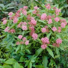 Image result for Asclepias schumanniana