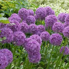 There are 3101 perennial flower for sale on etsy, and they cost £2.62 on average. Perennials Plants Herbaceous Perennials Garden Plants