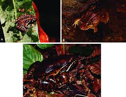 Yawd provides for you free record png cliparts. New Records Of Amphibians For Ilha Grande A Ischnocnema Download Scientific Diagram
