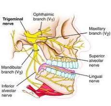 Trigeminal Nerve Trigeminal Neuralgia Dental Anatomy Neuralgia