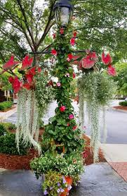 Image result for Dichondra