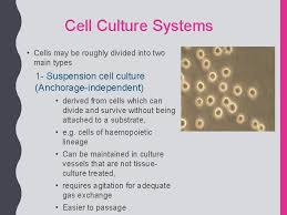 Gibco media, fbs & reagents offer a reliable solution for all your cell culture needs. Cell Culture Part 1 What Is Cell Tissue