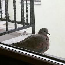 Bird On My Window Sumeyyesahan