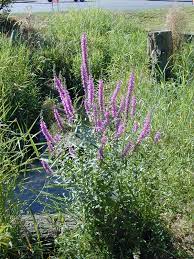 Terms in this set (191). Purple Loosestrife Identification And Control Lythrum Salicaria King County