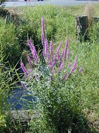 We did not find results for: Purple Loosestrife Identification And Control Lythrum Salicaria King County