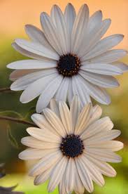 4,000+ hd flower wallpapers to download. Flower Phone Wallpaper 4k 900x1355 Wallpaper Teahub Io