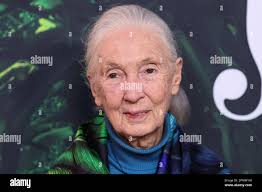 Goodall hi-res stock photography and images