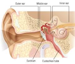 Image result for Mastoiditis
