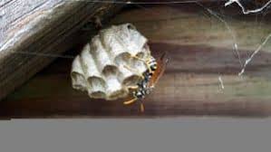 To prevent a wasp infestation, you need to seal areas where they may try to make nests. 4 Signs You Need Wasp Removal Service Asap Avon Pest Control